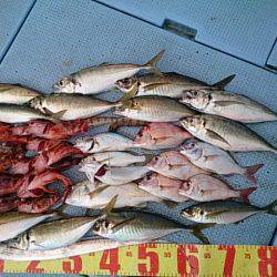 第二常豊丸 釣果