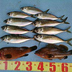 第二常豊丸 釣果