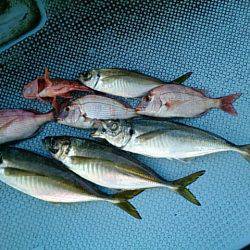 第二常豊丸 釣果