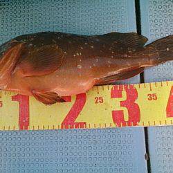 第二常豊丸 釣果