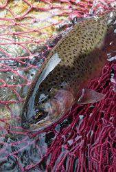 会津大川（会津非出資漁業協同組合） 釣果