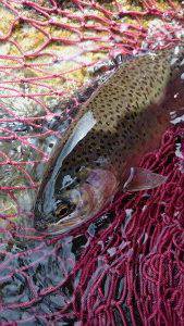 会津大川（会津非出資漁業協同組合） 釣果