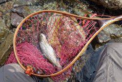 会津大川（会津非出資漁業協同組合） 釣果