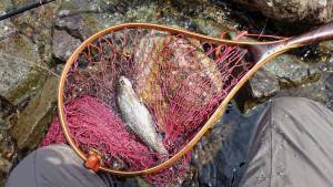 会津大川（会津非出資漁業協同組合） 釣果