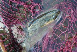 会津大川（会津非出資漁業協同組合） 釣果