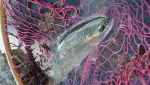 会津大川（会津非出資漁業協同組合） 釣果