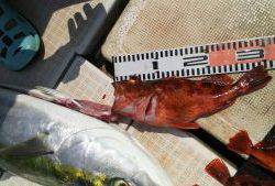 さぶろう丸 釣果