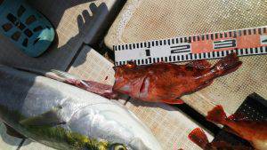 さぶろう丸 釣果