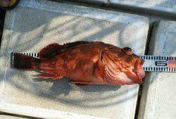 さぶろう丸 釣果