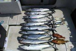 さぶろう丸 釣果