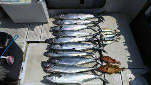 さぶろう丸 釣果
