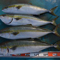 アジアマリンサービス 釣果