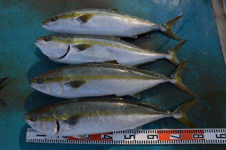 アジアマリンサービス 釣果