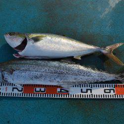 アジアマリンサービス 釣果