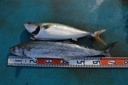 アジアマリンサービス 釣果