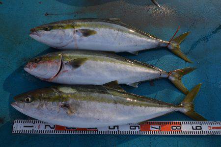 アジアマリンサービス 釣果