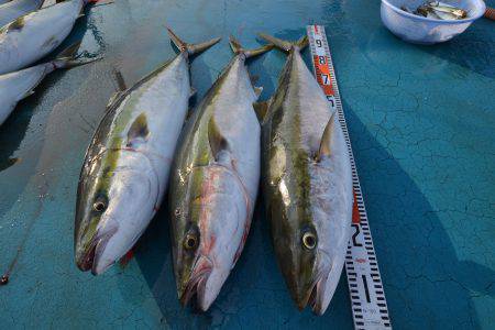 アジアマリンサービス 釣果