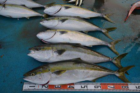 アジアマリンサービス 釣果