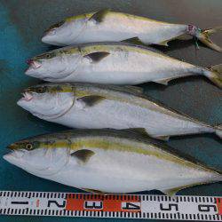 アジアマリンサービス 釣果