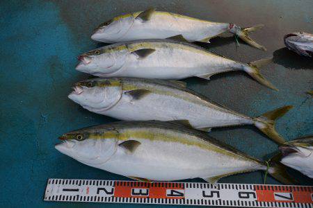 アジアマリンサービス 釣果