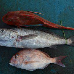 アジアマリンサービス 釣果