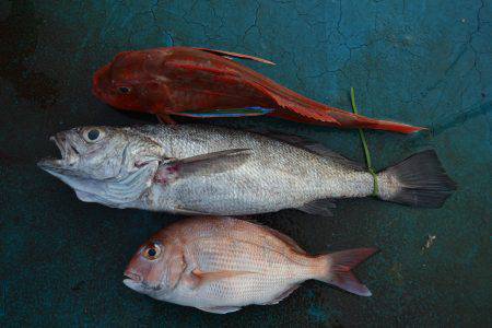 アジアマリンサービス 釣果