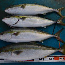 アジアマリンサービス 釣果