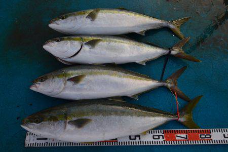 アジアマリンサービス 釣果