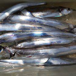 アジアマリンサービス 釣果