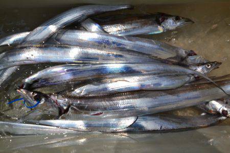 アジアマリンサービス 釣果