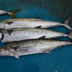 アジアマリンサービス 釣果