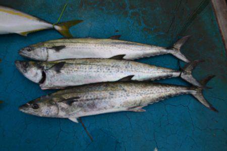 アジアマリンサービス 釣果