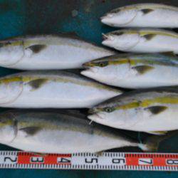 アジアマリンサービス 釣果