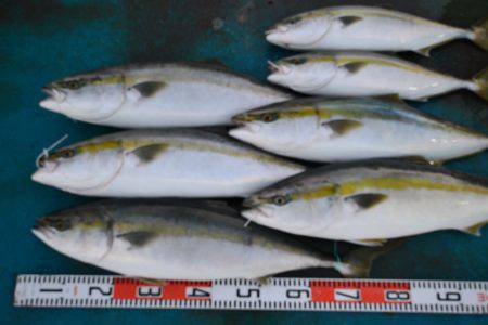 アジアマリンサービス 釣果