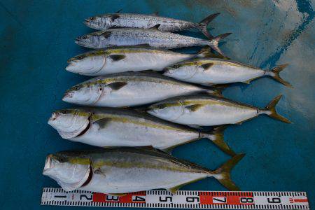 アジアマリンサービス 釣果