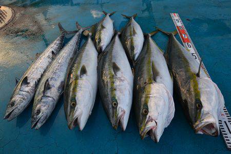 アジアマリンサービス 釣果