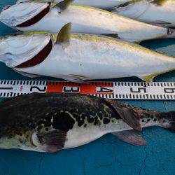 アジアマリンサービス 釣果