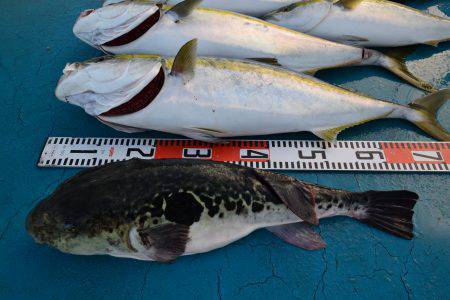 アジアマリンサービス 釣果