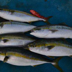 アジアマリンサービス 釣果