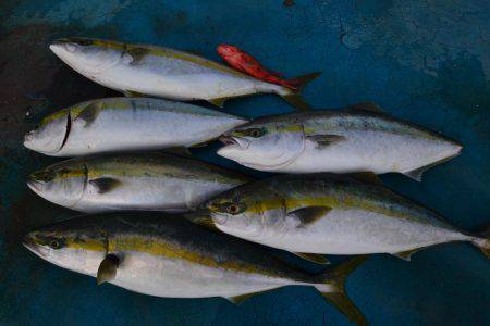 アジアマリンサービス 釣果