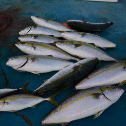 アジアマリンサービス 釣果