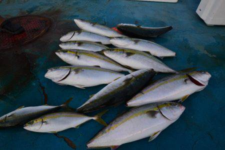 アジアマリンサービス 釣果