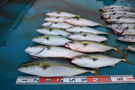 アジアマリンサービス 釣果