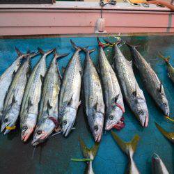 アジアマリンサービス 釣果