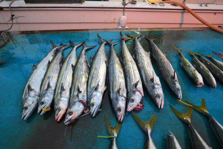 アジアマリンサービス 釣果