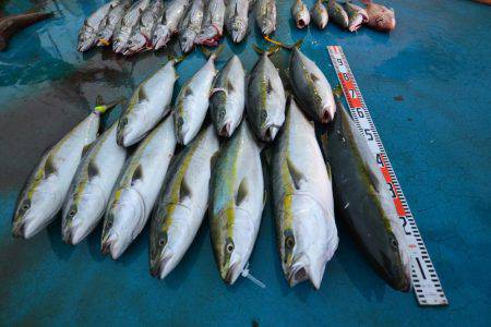 アジアマリンサービス 釣果