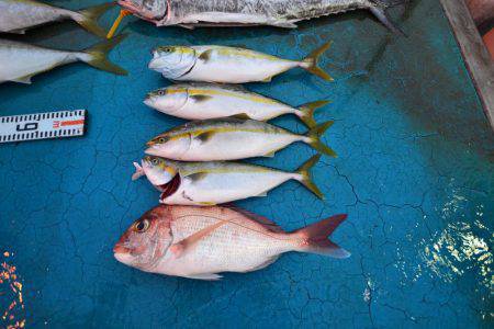 アジアマリンサービス 釣果