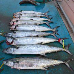 アジアマリンサービス 釣果