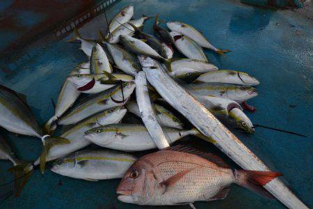 アジアマリンサービス 釣果