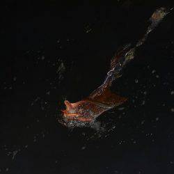 ハピネスⅡ 釣果